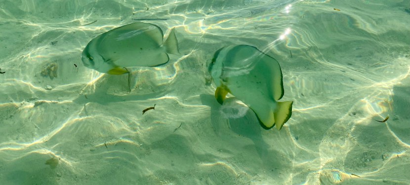 La Digue – A Step Back in Time